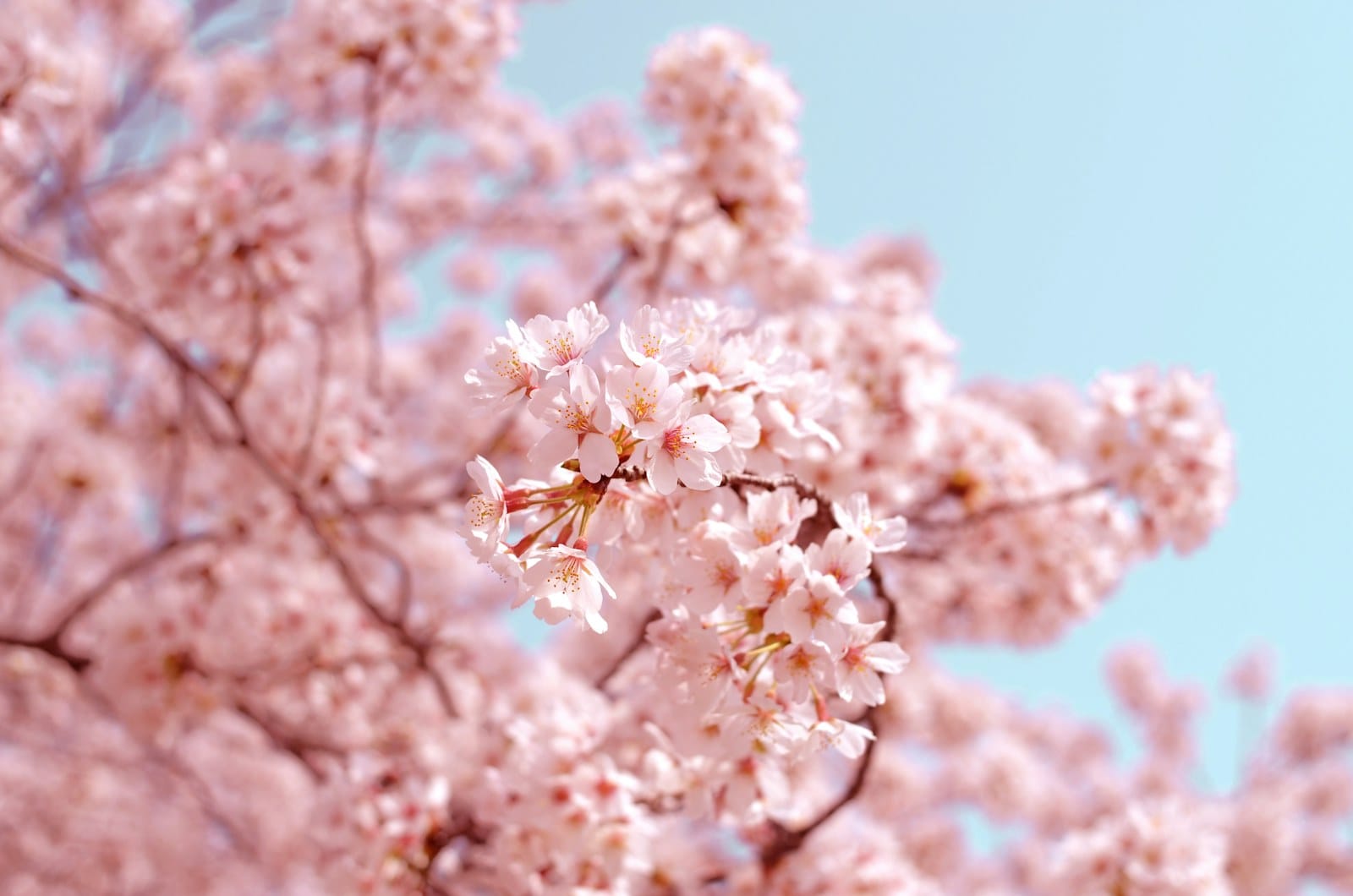 The Scented Garden